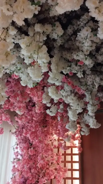 Teto coberto de flores de cerejeira sobre treliça de madeira